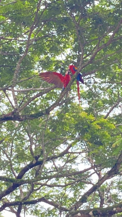 Las Plumas De Cabuya Cabuya  Exteriér fotografie